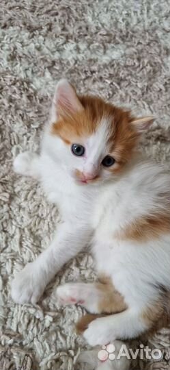 Отдамкотят