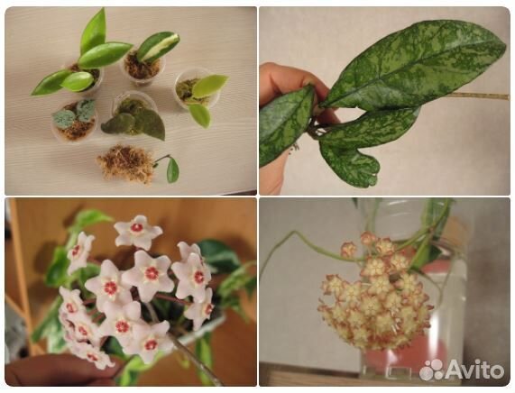 Неприхотливые виды для флорариумов