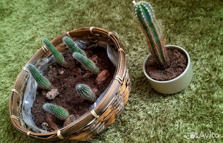 Кактусы и суккуленты