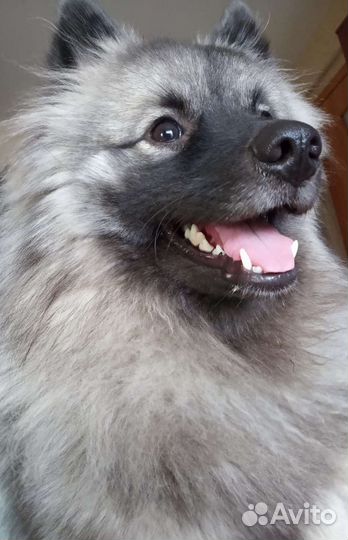 Шпиц. Щенки кеесхонд, вольфшпиц