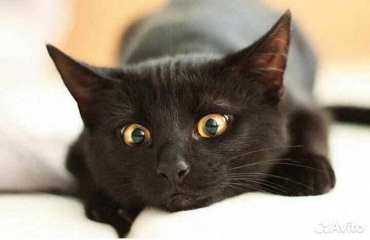 Ласковые котята и котики в приютах, ждут семью