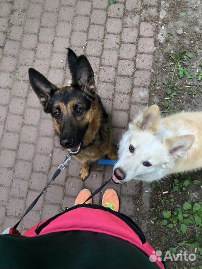 Выгул собак