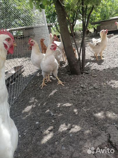 Петушки молодые