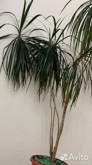 Пальма драцена
