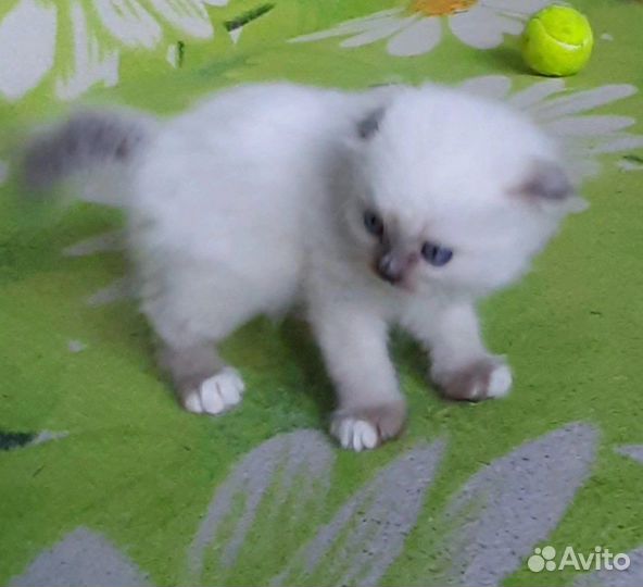 Шотландские котята