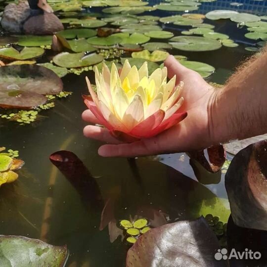 Грегс Орандж Бьюти