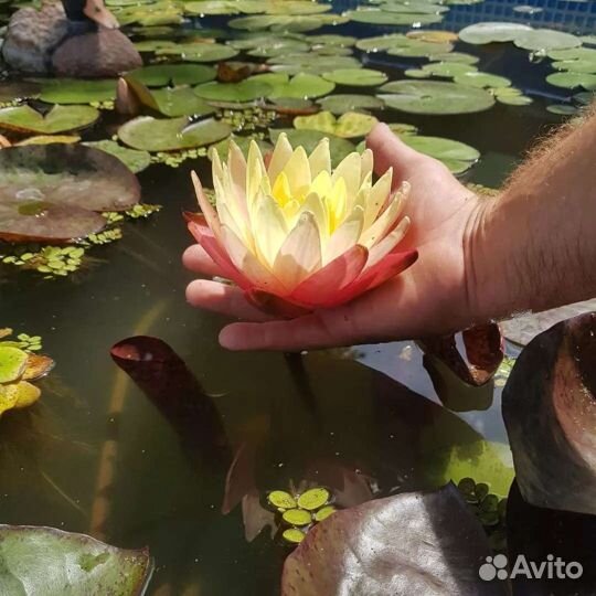 Грегс Орандж Бьюти