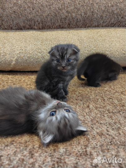 Котята Шотландской вислоухой