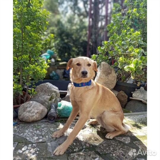 Собака молодая стерильная