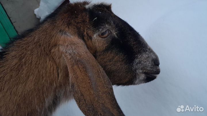 Коза нубийская