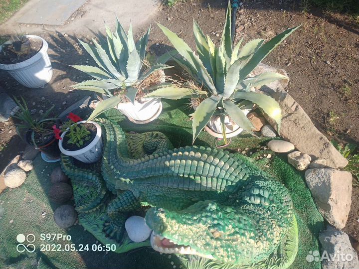 Агава голубая