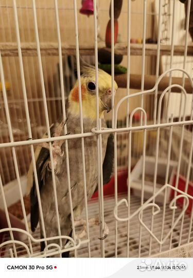 Попугай корелла с клеткой