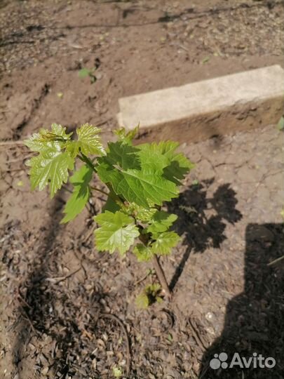 Саженцы винограда Юлиан