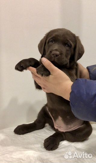Щенки лабрадора РКФ