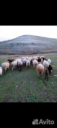 Овцы бараны ягнята оптом