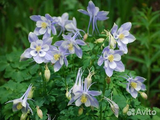 Аквилегия, декоративные цветы, редкие сорта