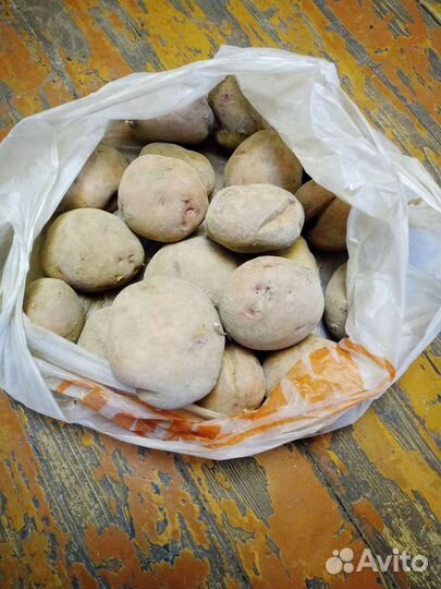 Семенной картофель Шервари Пирошка