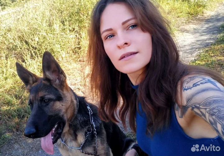 Дрессировка, передержка собак: работа на результат