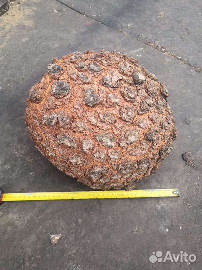 Кап сувель Берёзы