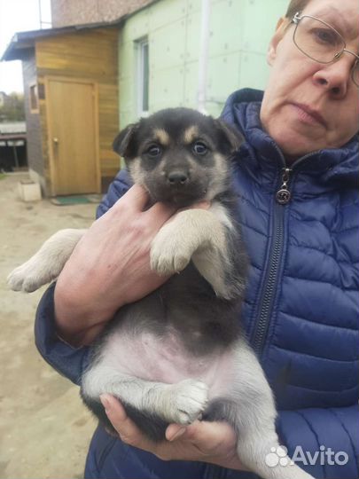 Собака в добрые руки отдам бесплатно