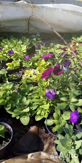 Рассада цветов и овощей