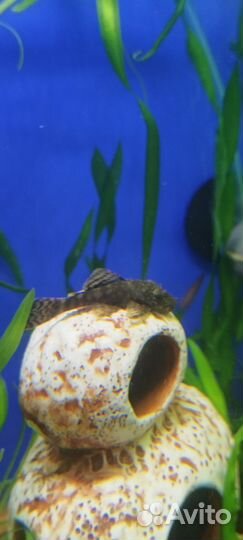 Сомики анцитрусы