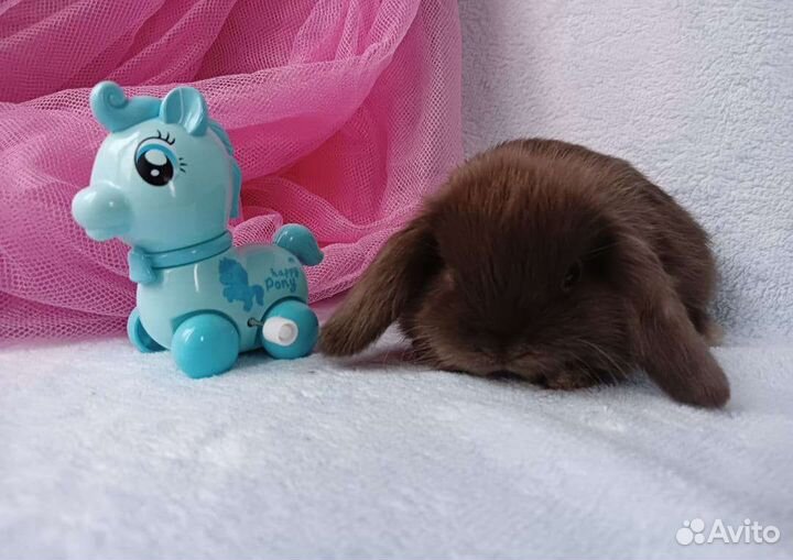 Кролики малыши с питомника