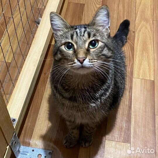 Котик в добрые руки