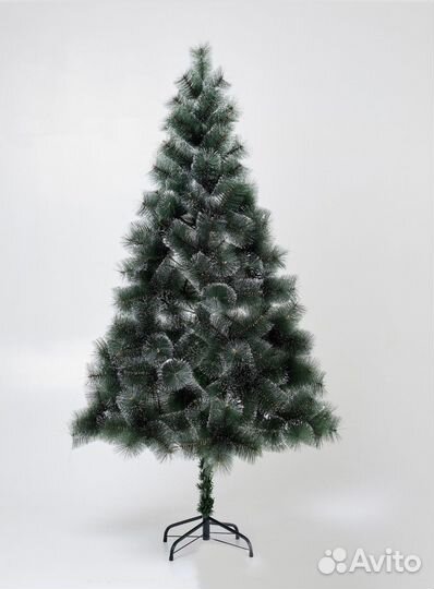 Сосна с шишками