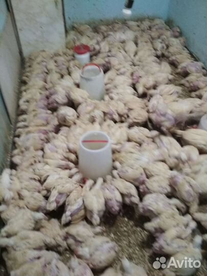 Цыплята бройлеры суточные