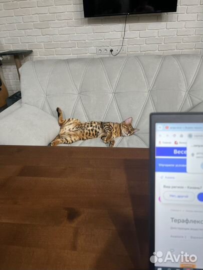 Бенгальский кот