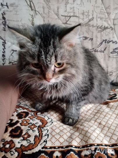 Кошка в дар бесплатно