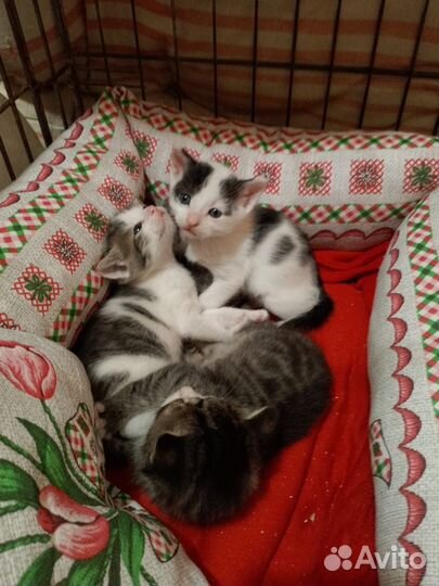 Котенок в добрые руки