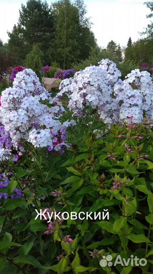 Флоксы многолетние сортовые