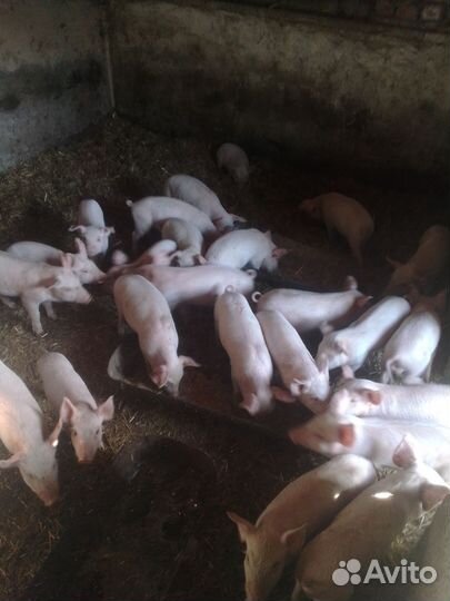 Поросенок ландрас