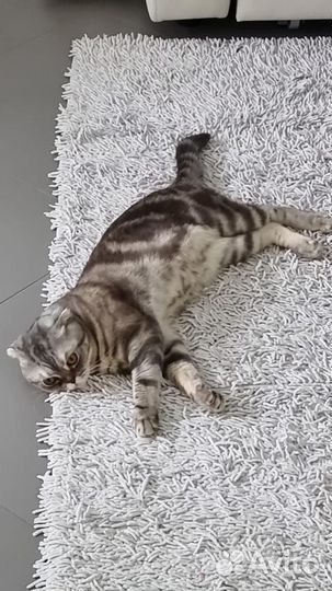 Вязка Шотландский вислоухий кот Алекс