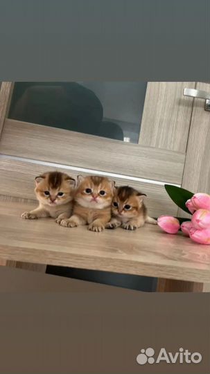 Шотландские золотые шиншилла