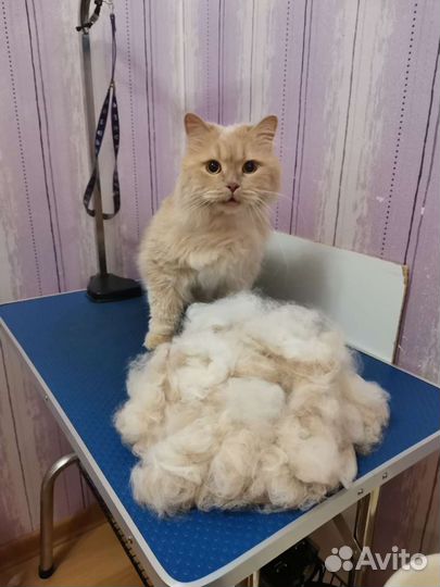 Груминг кошек