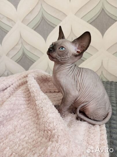 Лысые котята сфинкс