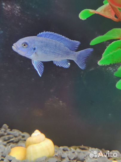 Цихлиды Псевдотрофеус зебра голубой и другие