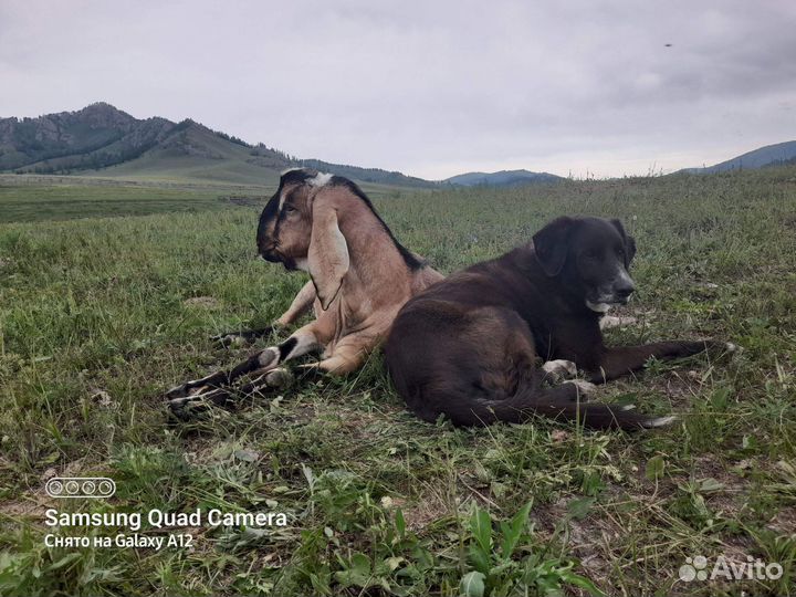 Продам козла