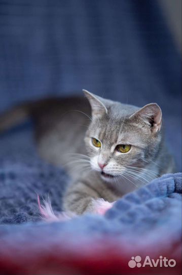 Ласковая кошка