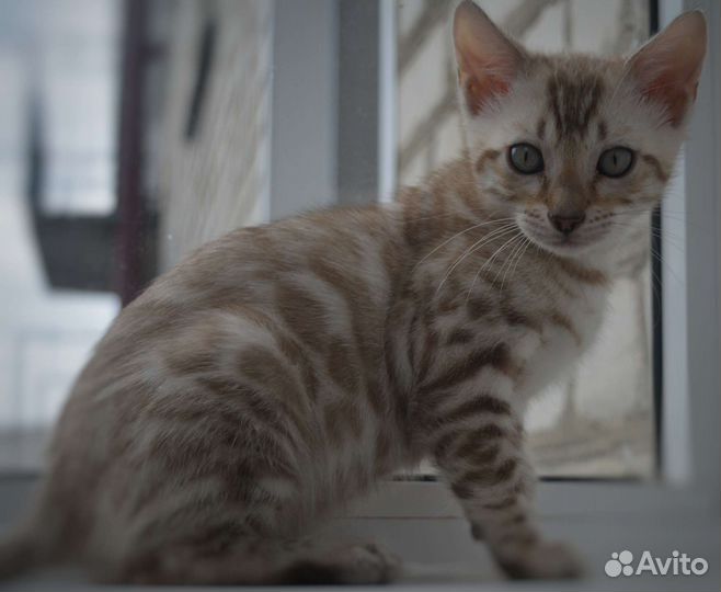 Бенгальские котята