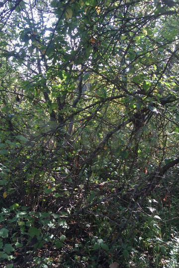 Дача 145 м² на участке 6 сот.