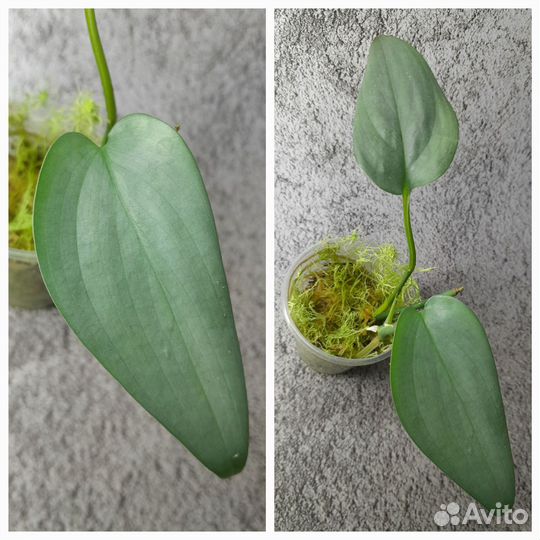 Сциндапсусы сортовые