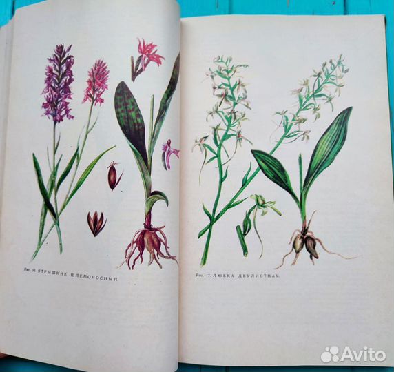 Ботаническая книга лекарственные растения СССР