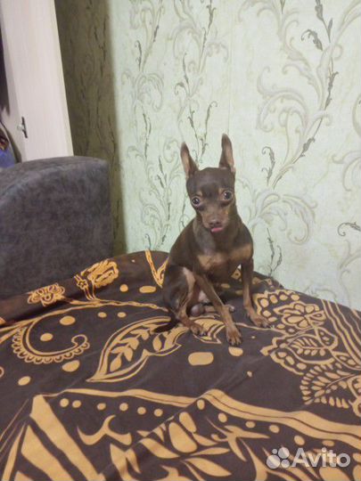 Мини той-терьер щенки