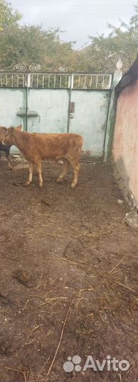 Телята бычки