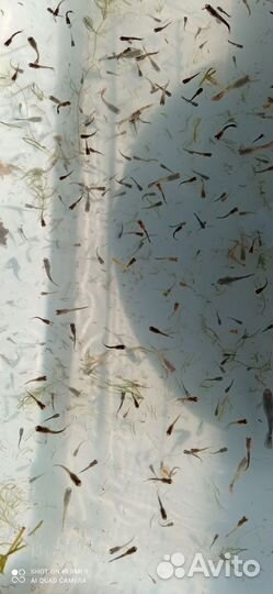 Аквариумные рыбки гуппи, мальки