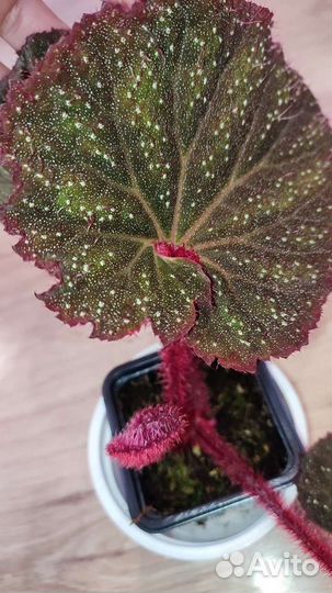 Бегония